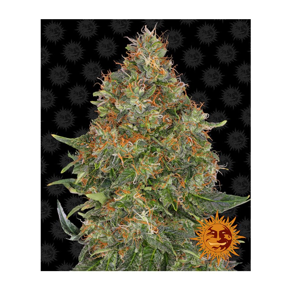 barneys-pineapple-express-auto-1