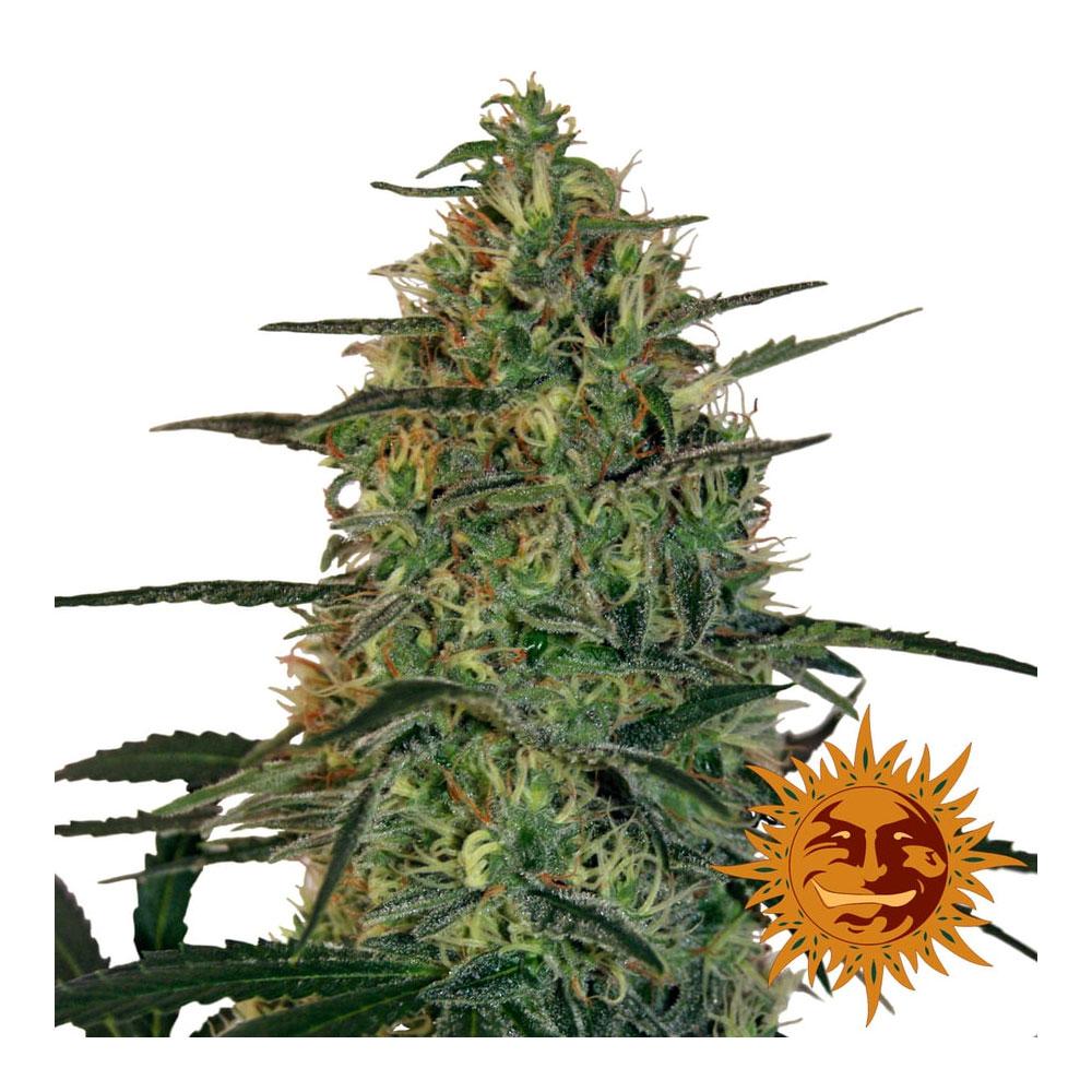 malana-bomb-auto-barneys-1