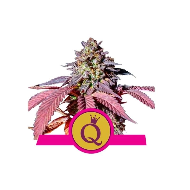 purple-queen-fem-royal-queen-seeds