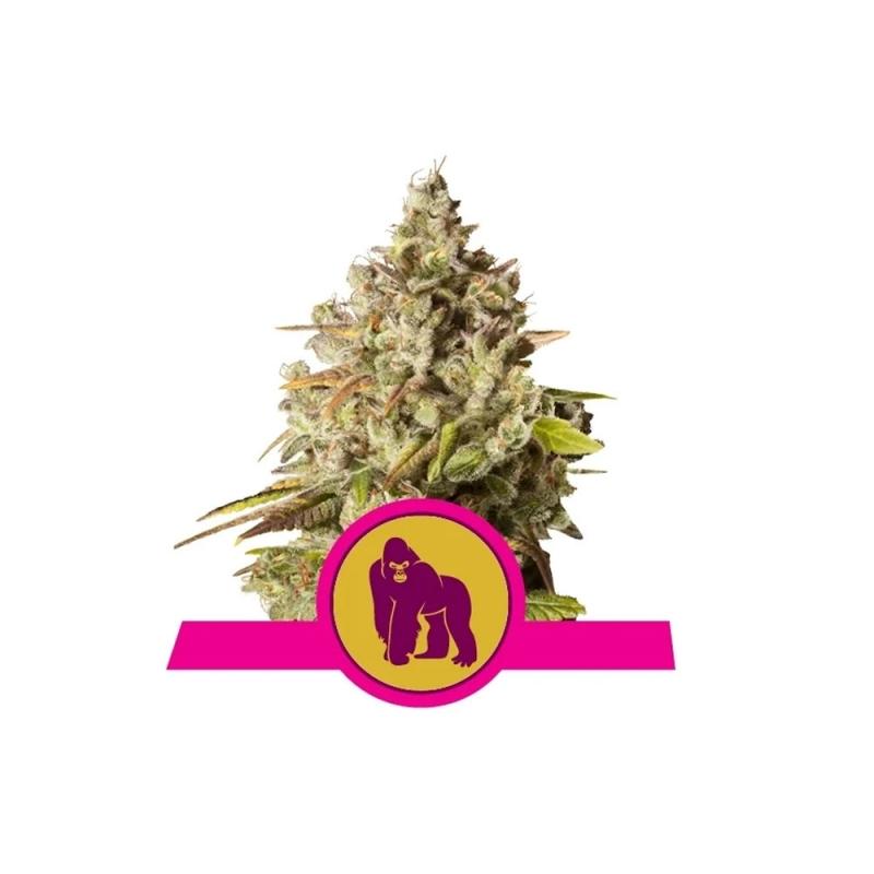 royal-gorilla-fem-royal-queen-seeds