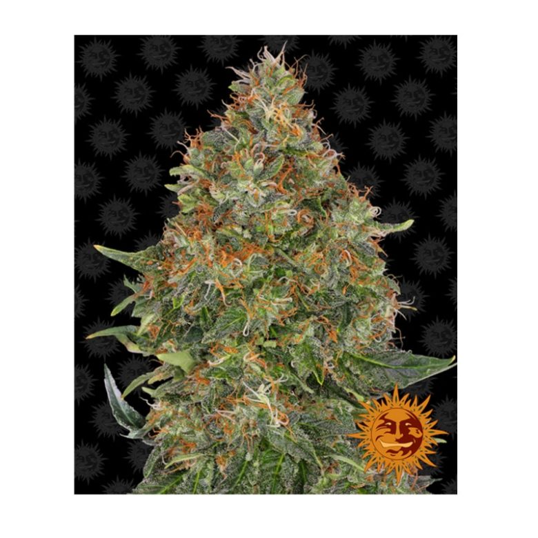 barneys-pineapple-express-auto-cananbis-seeds