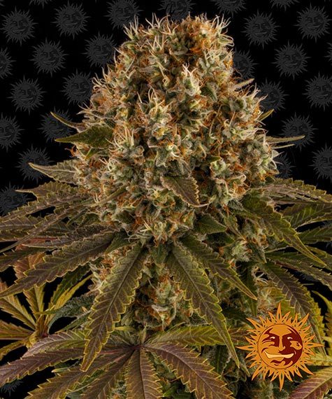strawberry-lemonade-barneys-farm-cannabis-seeds
